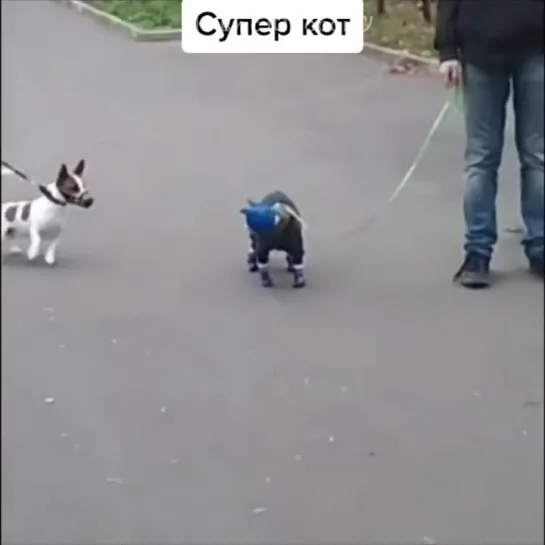 кот авторитет🤣