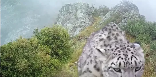 Подросшие котята снежного барса обнюхали фотоловушку в Саяно-Шушенском заповеднике в Красноярском крае