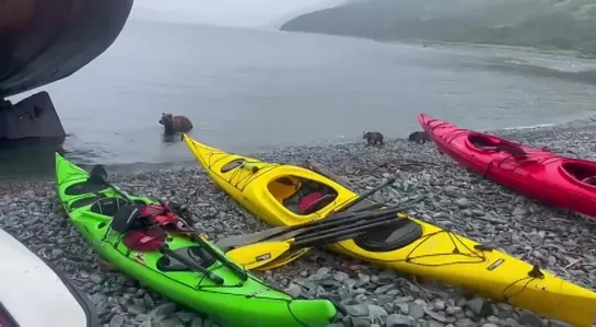 Медведи пришли к каякерам в бухте Моржовой на Камчатке