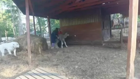 В контактном зоопарке в Ленобласти родился верблюжонок