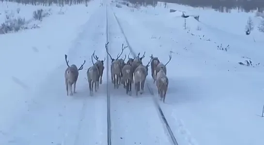 Олени вышли на железную дорогу в Якутии и отказывались уходить, несмотря на несущийся поезд