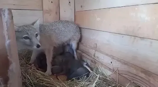 Детёныши родились у краснокнижных степных лис, которых в начале февраля спасли из заброшенного сафари-парка в Сочи