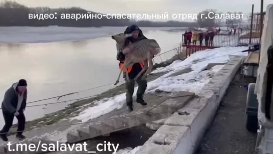 В башкирском Салавате спасли тонувшую в реке косулю, которая не могла забраться на лëд