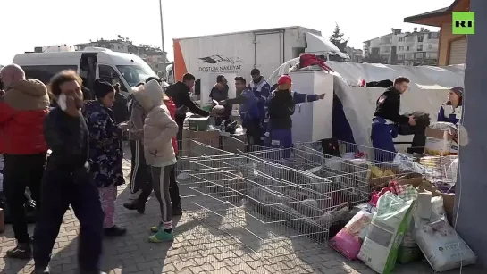 Видео, как в турецкой Антакье оказывают первую помощь домашним животным, пострадавшим от землетрясения