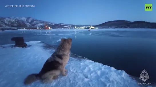 На Камчатке сотрудники МЧС спасли дрейфующую на льдине собаку