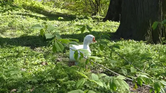 Гуси-лебеди и индийские утки в ЦПКиО.