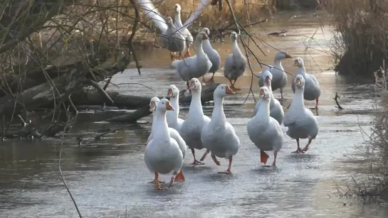 Гуси на льду (Колпино, ноябрь 2019)