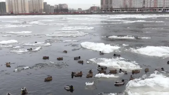 1 декабря 2018 года. Нева. (Аквариум - Встань у реки)