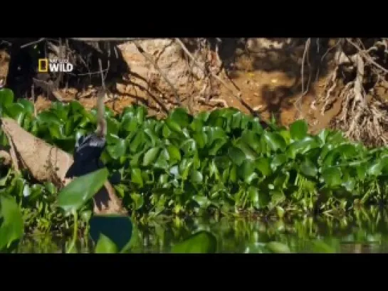 Wild Untamed Brazil [2014, 3 серия  Логово ягуара.http://vk.com/public64302028