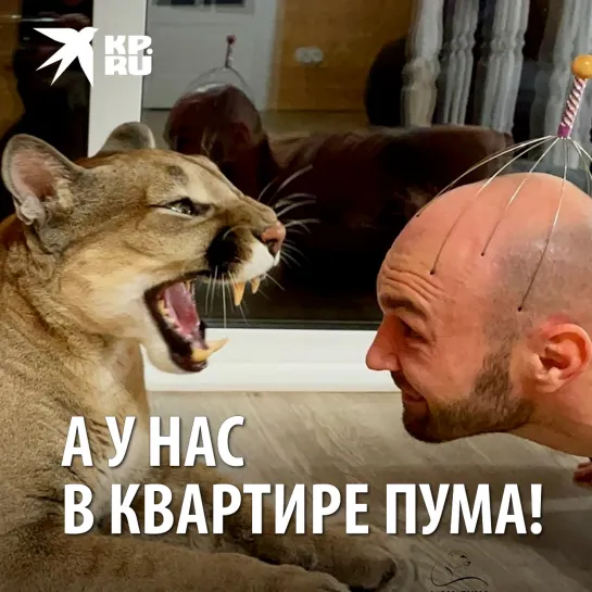 А у нас в квартире пума!