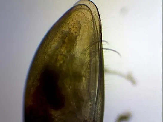 Ракушковый рачок (Ostracoda) х80