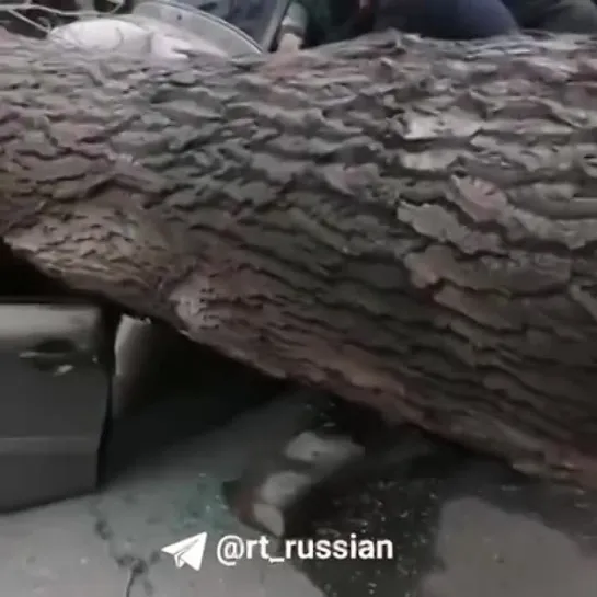 Ураганный ветер повалил дерево на машину с людьми в Новокузнецке: погибли два человека