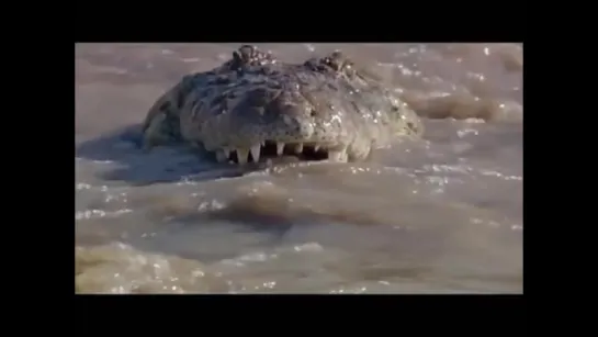 Huge crocodile killer - a miraculous rescue