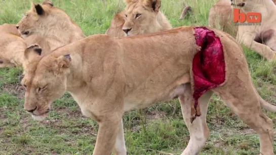 Graphic Footage of Lioness Mauled by Buffalo