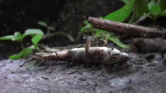 Ants carrying lizard Must SEE. truly amazing!