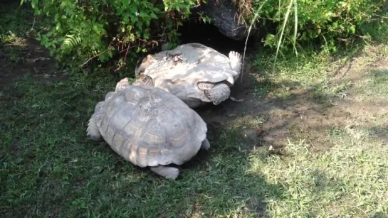 Amazing!The tortoise turning over, smart companion has saved it.動物也是有感情的～謝謝你救了我