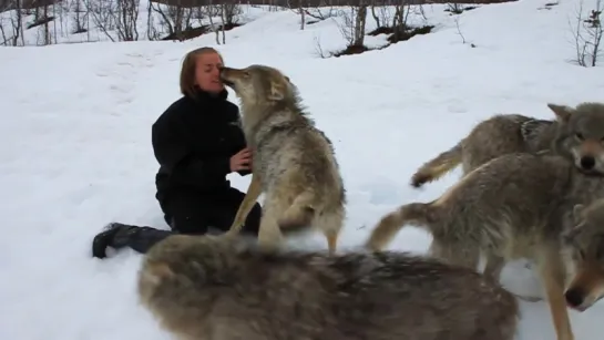 Reunion between Anita and the wolves