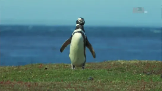 Неизведанные острова / Wildest Islands S02E05 Falkland Islands - Penguin Paradise