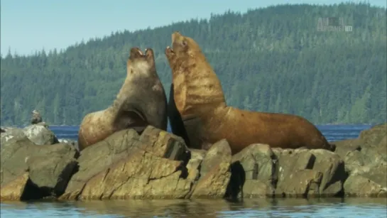 Неизведанные острова / Wildest Islands S02E03 Vancouver Island - Rivers of Life