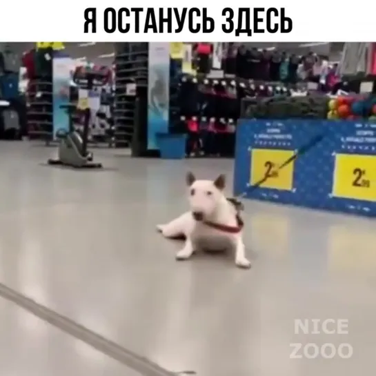 Вот никуда не хочется 😊🐶