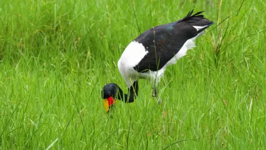 AMAZING BIRDS in 8K ULTRA HD - Featuring over 100 different species of birds