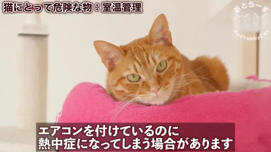 猫の飼い方の基本を徹底解説