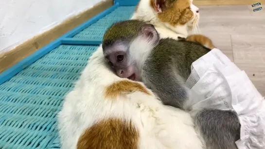 Baby monkey Susie is worried that kitten will be lost without mom cat