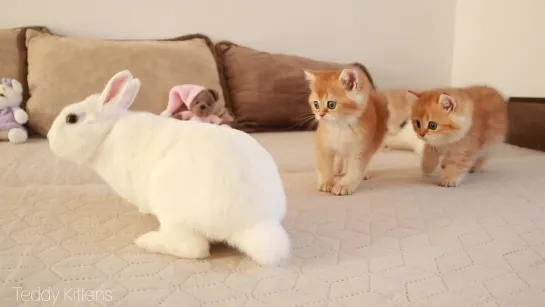 Kittens meets and walk with a cute white bunny