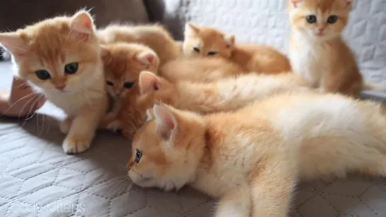 Cute Baby kittens