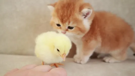 Kittens walk with a tiny chicken