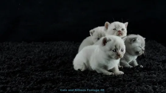 Kittens Development 100 Days - British Shorthair