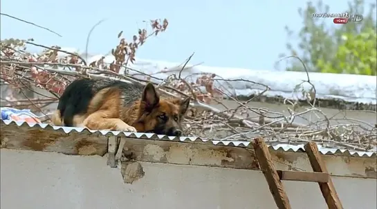 Halam Geldi Full Tek Parça İzle