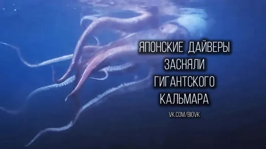 Japan divers capture rare footage of live giant squid - AFP