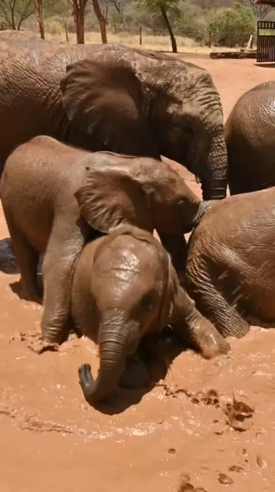 Слонята из Reteti Elephant Sanctuary. Видео: natgeo/@amivitale