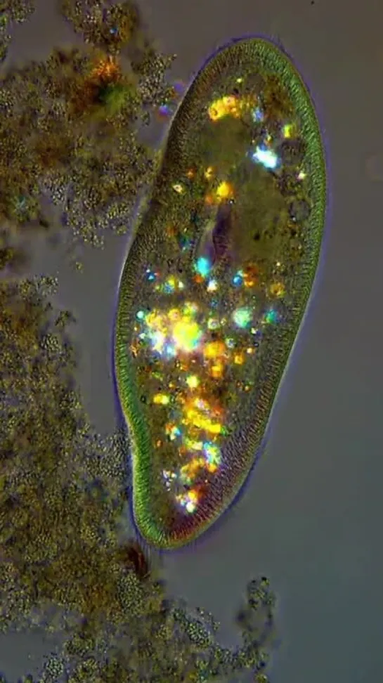 Paramecium caudatum от Miquel Blasi