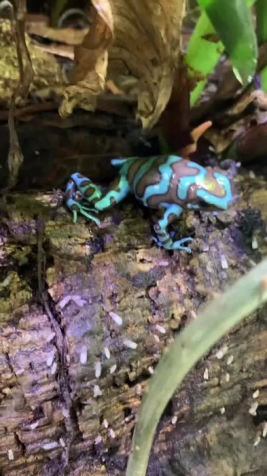 Dendrobates auratus от  suspensefulsteve