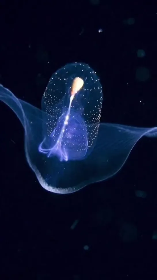 Corolla spectabilis от jellyfish_science