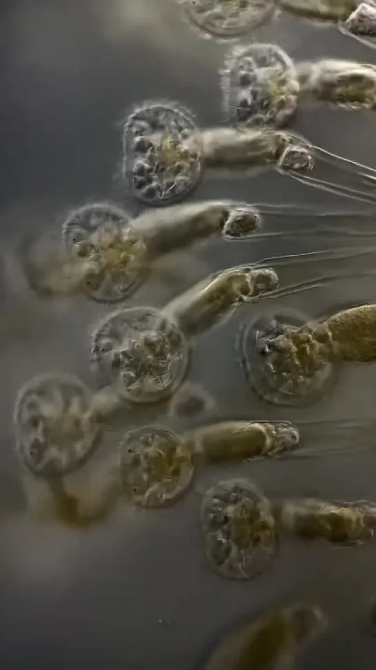 Rotifer colonies  от Chloé Savard