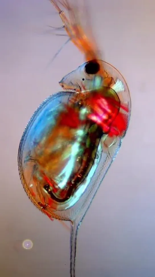 Daphnia longispina  от Miquel Blasi