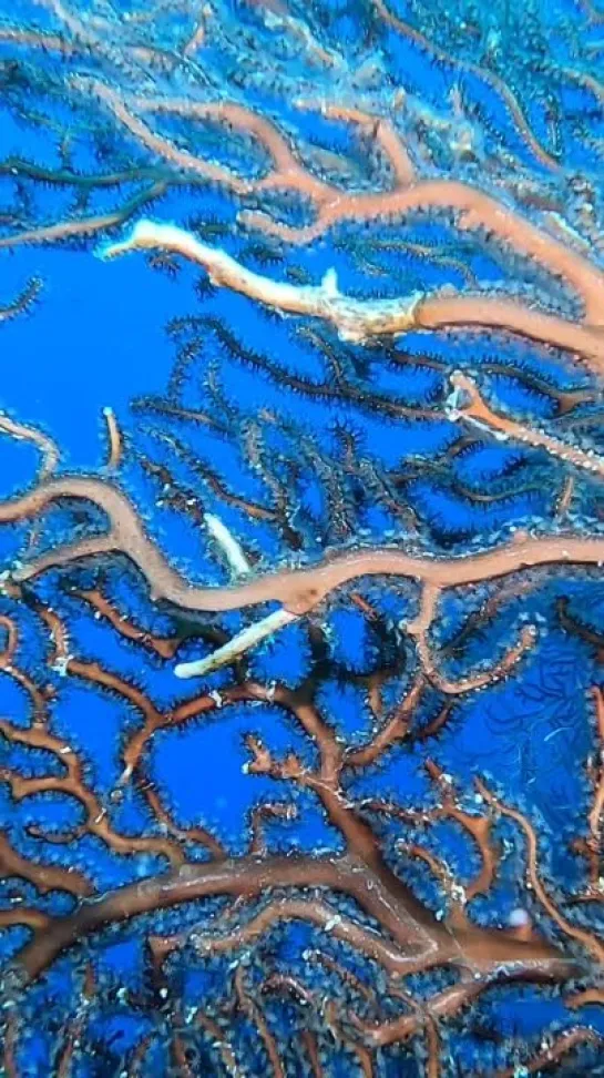 The trunk of a Gorgonian от Oceans Unknown - Todd Kortte