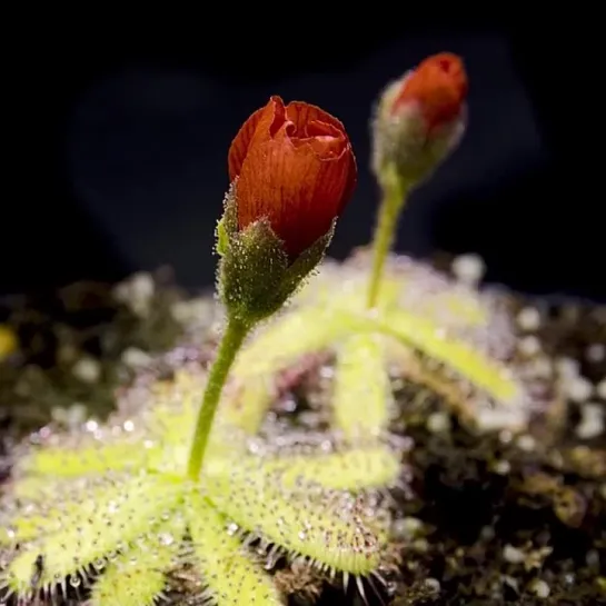 Drosera coccipetala от phitocarnivores