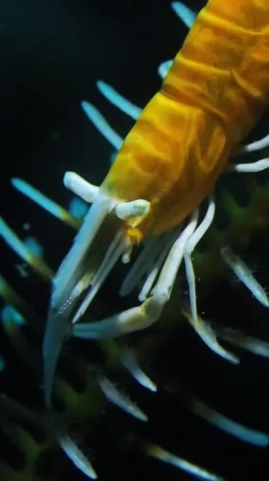 Crinoid shrimp от  atsushisadaki