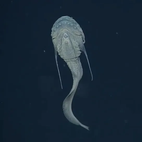 Snailfishes (family Liparidae). Источник видео -- marine.animals