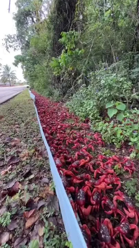 The annual Christmas Island Red Crab migration begins -  nature @wexploretravel