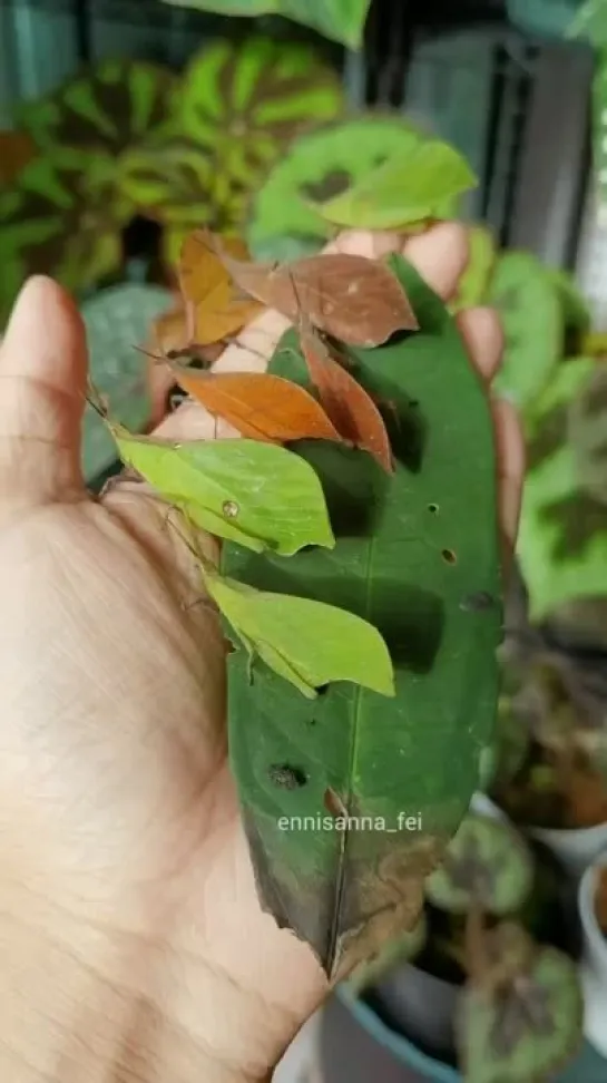 The jumping leaves Systella sp. от Ennis Fei