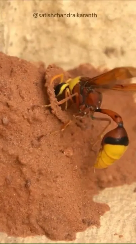 Don’t miss the end! Potter wasp building her hive! от SATISHCHANDRA KARANTH