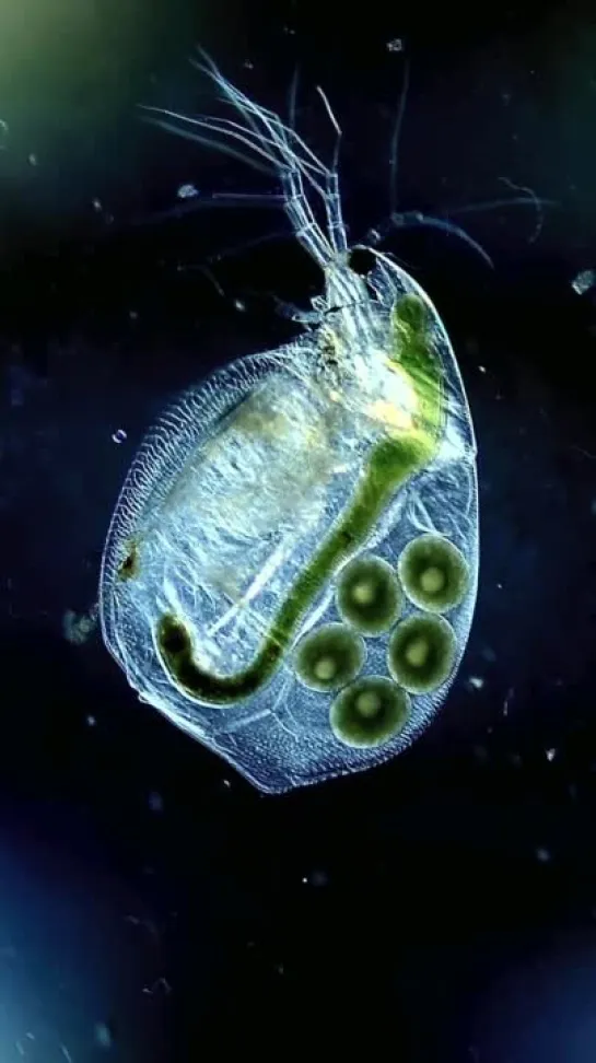 Detail of heart and eggs of Simocephalus vetulus от Miquel Blasi