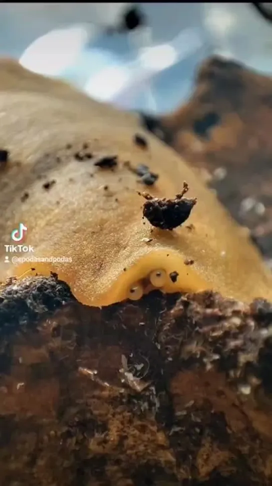 Pancake slugs are so funny looking  от Spodas & Podas