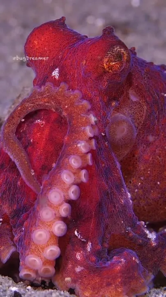 Ruby tentacles (Octopus rubescens) от  Marcelo Johan Ogata