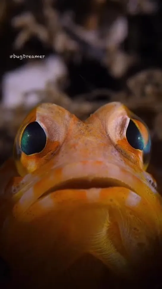 Jawfish eyes от  Marcelo Johan Ogata